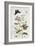 Convolvulus and Chrysanthemum-Thomas Robins Jr-Framed Giclee Print