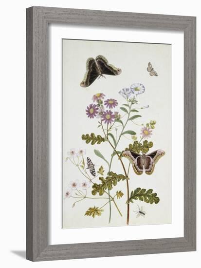 Convolvulus and Chrysanthemum-Thomas Robins Jr-Framed Giclee Print