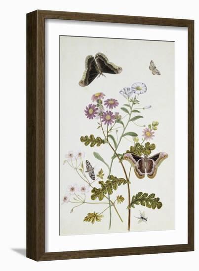 Convolvulus and Chrysanthemum-Thomas Robins Jr-Framed Giclee Print