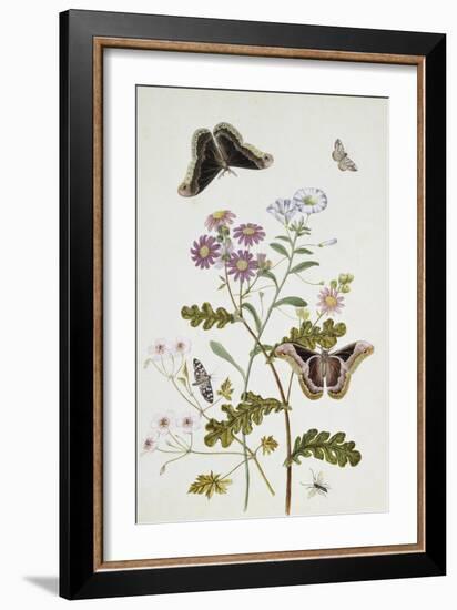 Convolvulus and Chrysanthemum-Thomas Robins Jr-Framed Giclee Print