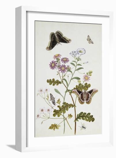 Convolvulus and Chrysanthemum-Thomas Robins Jr-Framed Giclee Print