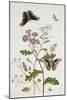Convolvulus and Chrysanthemum-Thomas Robins Jr-Mounted Giclee Print