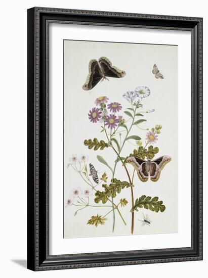 Convolvulus and Chrysanthemum-Thomas Robins Jr-Framed Giclee Print