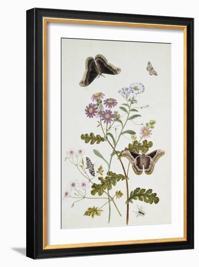 Convolvulus and Chrysanthemum-Thomas Robins Jr-Framed Giclee Print