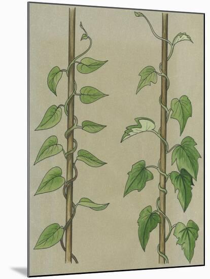Convolvulus or Field Bindweed (Convolvulus Arvensis)-null-Mounted Giclee Print