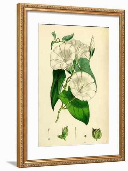 Convolvulus Sepium Great Bindweed-null-Framed Giclee Print