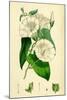 Convolvulus Sepium Great Bindweed-null-Mounted Giclee Print