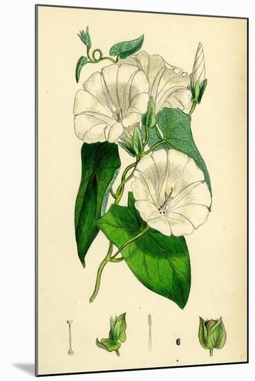 Convolvulus Sepium Great Bindweed-null-Mounted Giclee Print