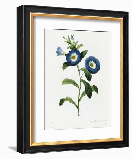 Convolvulus Tricolor-Pierre-Joseph Redouté-Framed Giclee Print