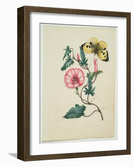 Convolvulus with Yellow Butterfly, from `Flowers', an English Botanical Manuscript, C.1840-English School-Framed Giclee Print