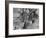 Convoy of Sikhs Migrating to East Punjab After the Division of India-Margaret Bourke-White-Framed Photographic Print