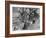 Convoy of Sikhs Migrating to East Punjab After the Division of India-Margaret Bourke-White-Framed Photographic Print