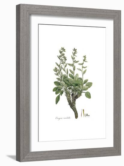 Conyza candida,  Flora Graeca-Ferdinand Bauer-Framed Giclee Print