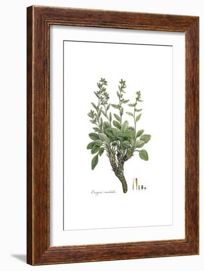 Conyza candida,  Flora Graeca-Ferdinand Bauer-Framed Giclee Print