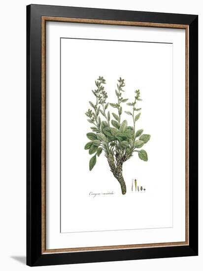 Conyza candida,  Flora Graeca-Ferdinand Bauer-Framed Giclee Print