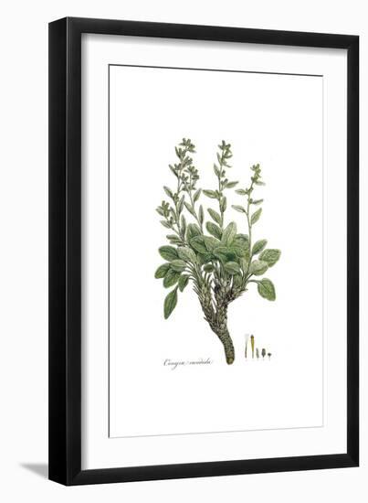 Conyza candida,  Flora Graeca-Ferdinand Bauer-Framed Giclee Print