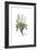 Conyza candida,  Flora Graeca-Ferdinand Bauer-Framed Giclee Print