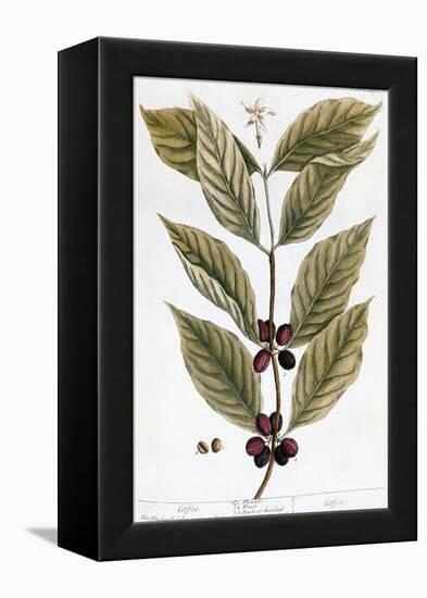 Cooffe Plant, 1735-Elizabeth Blackwell-Framed Premier Image Canvas