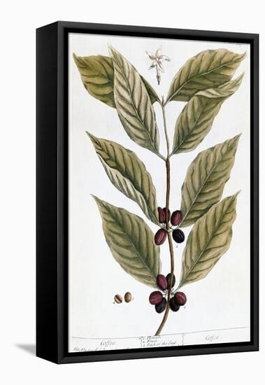 Cooffe Plant, 1735-Elizabeth Blackwell-Framed Premier Image Canvas