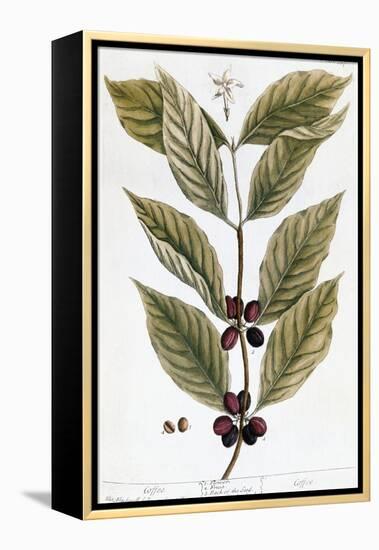 Cooffe Plant, 1735-Elizabeth Blackwell-Framed Premier Image Canvas