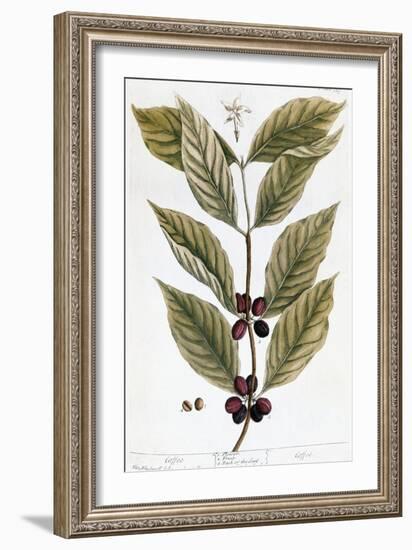 Cooffe Plant, 1735-Elizabeth Blackwell-Framed Giclee Print