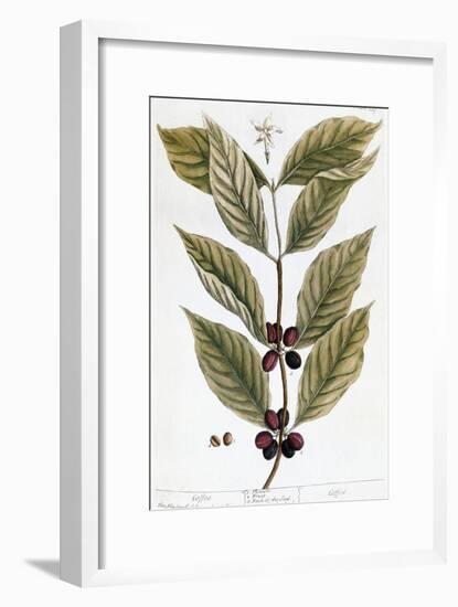 Cooffe Plant, 1735-Elizabeth Blackwell-Framed Giclee Print