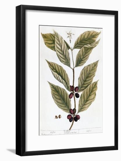 Cooffe Plant, 1735-Elizabeth Blackwell-Framed Giclee Print