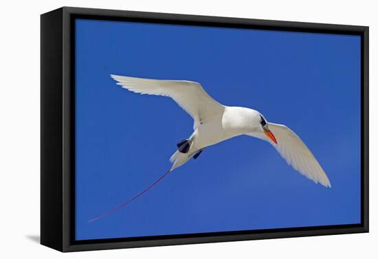 Cook Islands, South Pacific. Red-Tailed Tropicbird-Janet Muir-Framed Premier Image Canvas