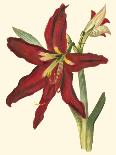 Amaryllis I-Cooke-Framed Premium Giclee Print