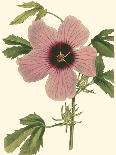 Hibiscus I-Cooke-Mounted Art Print