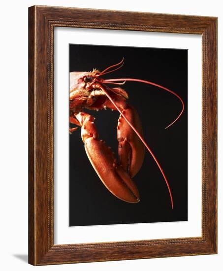 Cooked Lobster Against Black Background-Joerg Lehmann-Framed Photographic Print