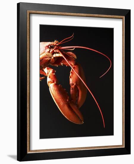 Cooked Lobster Against Black Background-Joerg Lehmann-Framed Photographic Print