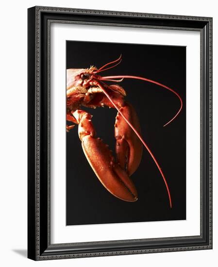 Cooked Lobster Against Black Background-Joerg Lehmann-Framed Photographic Print