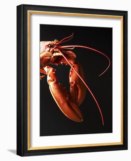 Cooked Lobster Against Black Background-Joerg Lehmann-Framed Photographic Print