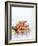 Cooked Prawns in a Bowl on Crushed Ice-null-Framed Photographic Print