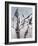 Cool Bamboo I-Katsumi Sugita-Framed Giclee Print