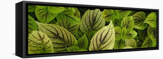 Cool Coleus-Herb Dickinson-Framed Premier Image Canvas