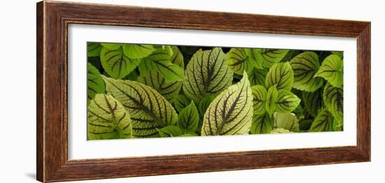 Cool Coleus-Herb Dickinson-Framed Photographic Print