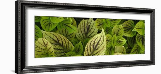 Cool Coleus-Herb Dickinson-Framed Photographic Print