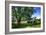 Cool Green and Shady-Alan Hausenflock-Framed Photographic Print