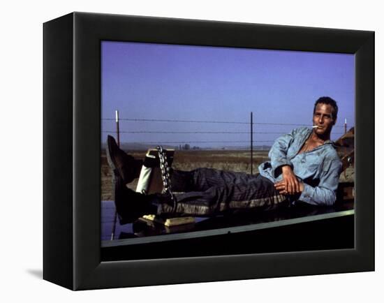 Cool Hand Luke, Paul Newman, 1967, Leg Irons-null-Framed Stretched Canvas