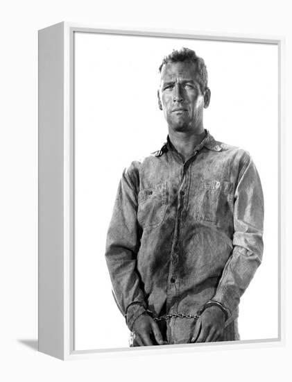 Cool Hand Luke, Paul Newman, 1967-null-Framed Stretched Canvas