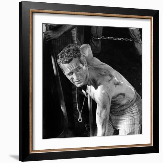 Cool Hand Luke, Paul Newman , 1967-null-Framed Photo