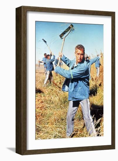 Cool Hand Luke, Paul Newman, 1967-null-Framed Photo