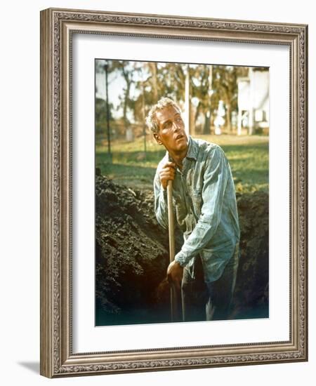 Cool Hand Luke, Paul Newman, 1967-null-Framed Photo