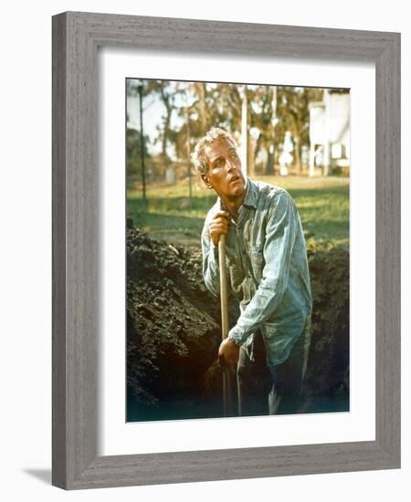 Cool Hand Luke, Paul Newman, 1967-null-Framed Photo