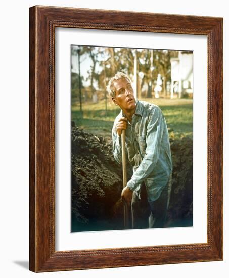 Cool Hand Luke, Paul Newman, 1967-null-Framed Photo