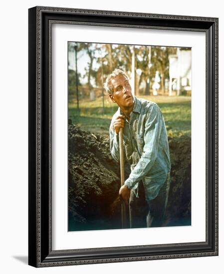 Cool Hand Luke, Paul Newman, 1967-null-Framed Photo