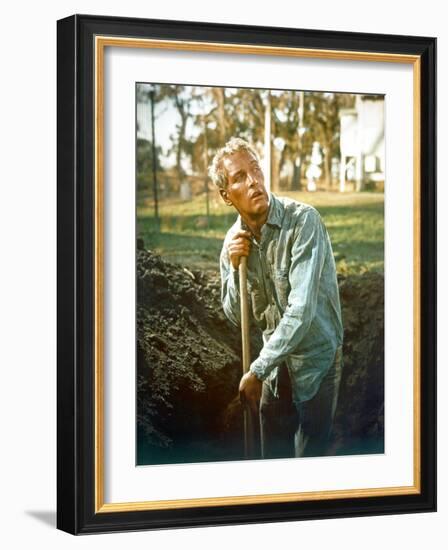 Cool Hand Luke, Paul Newman, 1967-null-Framed Photo