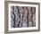 Cool Trees-Joseph Marshal Foster-Framed Art Print